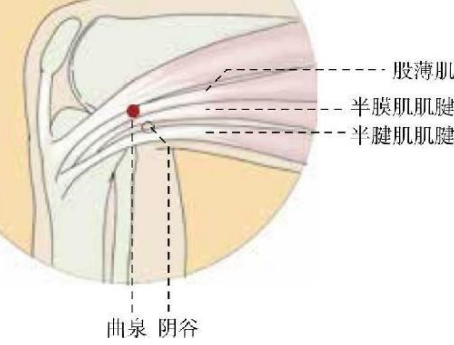 常見病癥及穴位插圖12